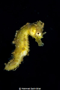 Pelagic seahorse. Romblon black water diving. by Mehmet Salih Bilal 